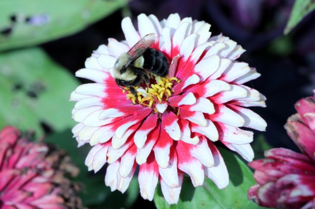 Bee on Flower. Photo: Lilla Frerichs