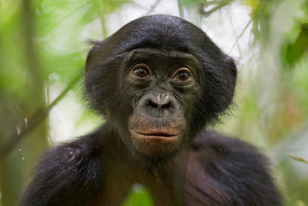 Photo: Bonobo Conservation Initiative