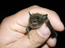  Wikipedia) Indiana Bat.