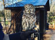Art the Barred Owl