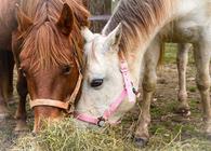 Source: Hope for Horses