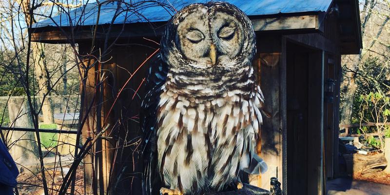 Art the Barred Owl